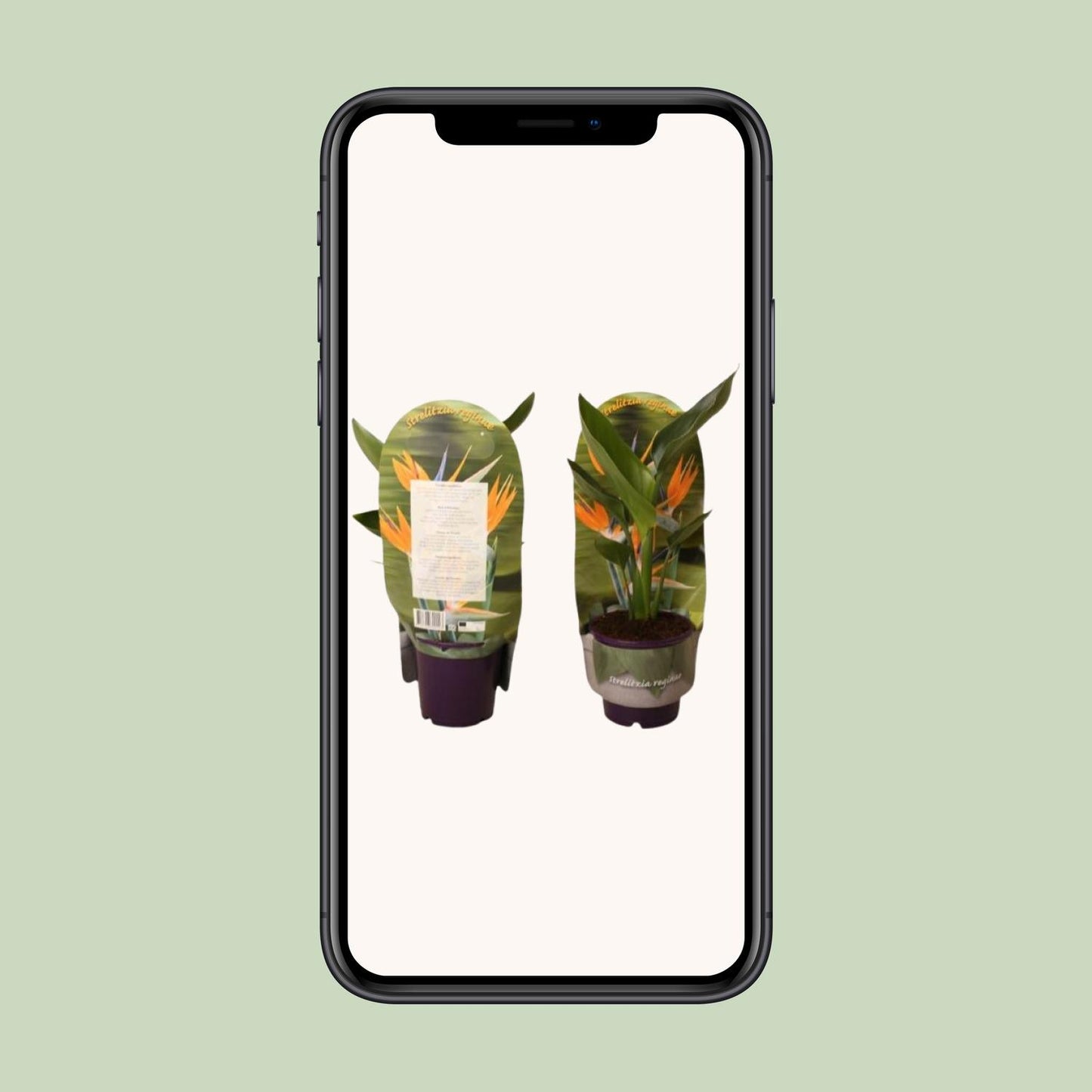 Strelitzia Reginae – Paradiesvogelblume Ø12cm, Höhe 40cm