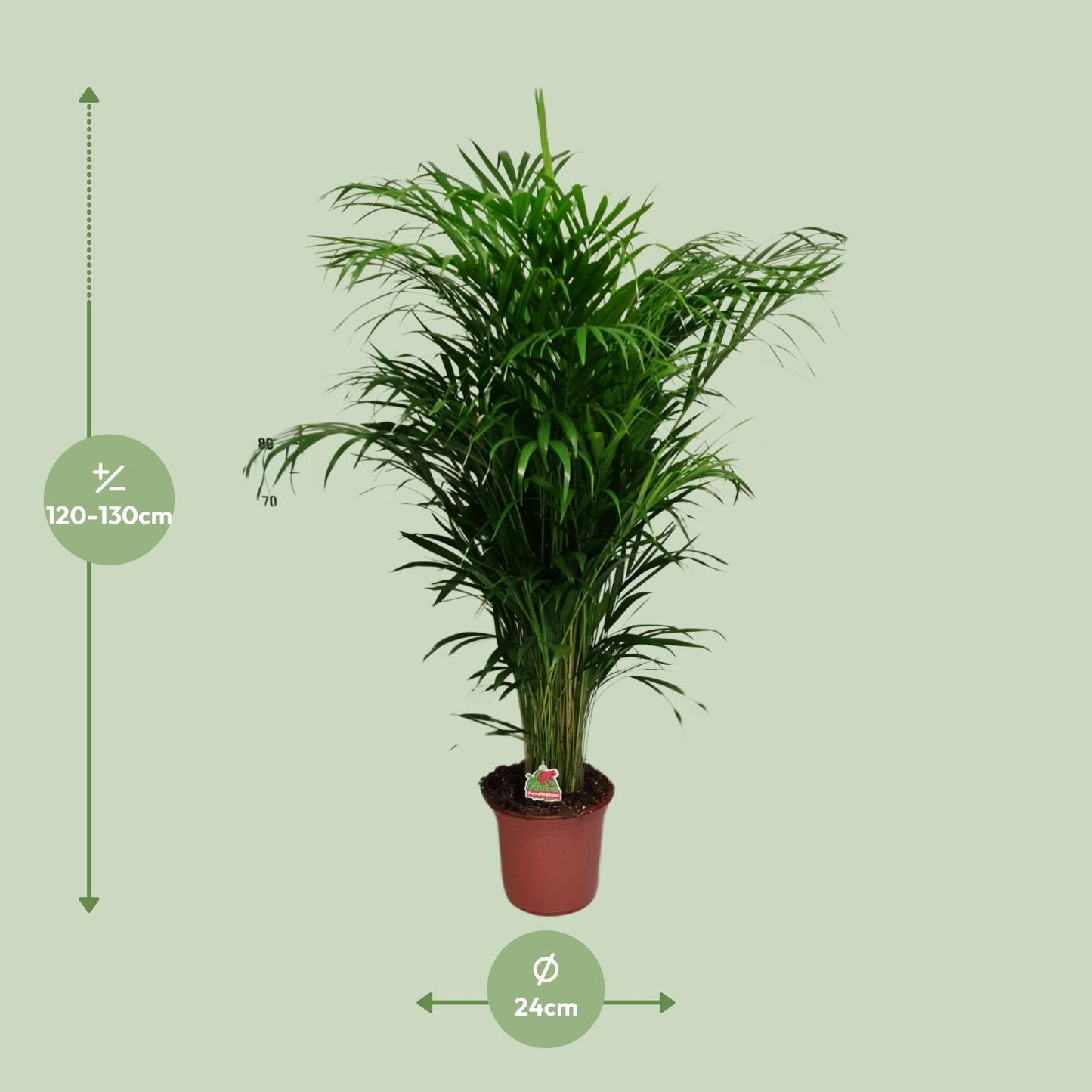 Dypsis Lutescens – Elegante Zimmerpalme Ø24cm, 125cm hoch