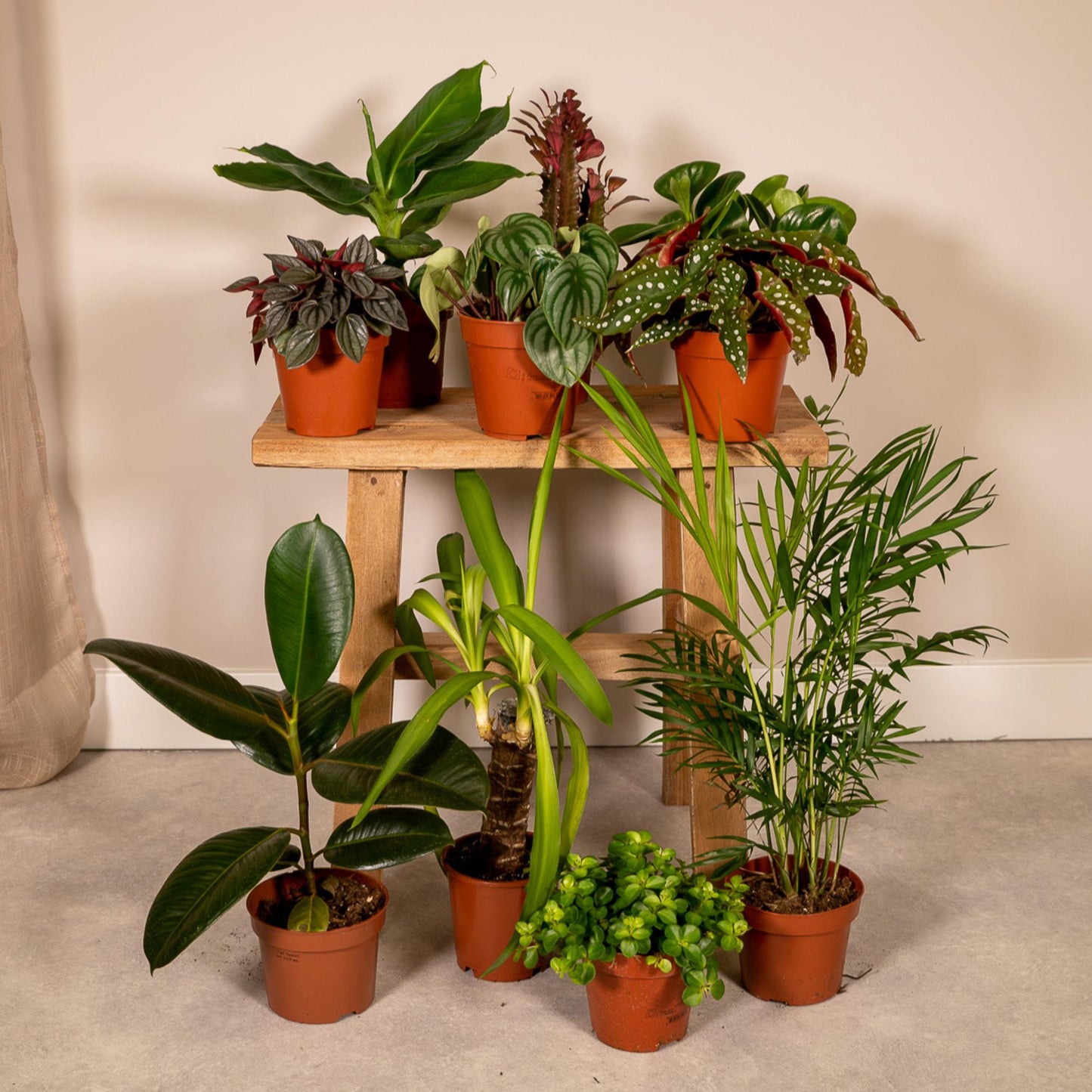 Überraschungs-Pflanzenbox – 10er Set Ø12cm