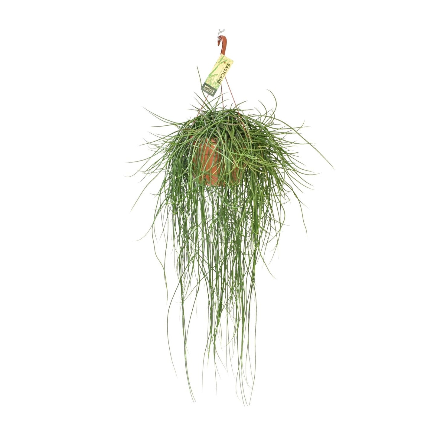 Rhipsalis Floccosa – Pflegeleichte Hängepflanze Ø21cm