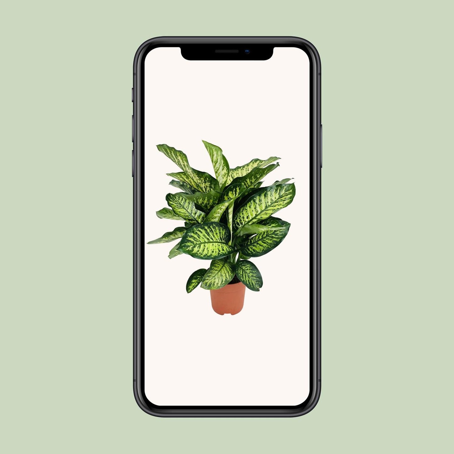 Dieffenbachia Camilla – Pflegeleichte und luftreinigende Zimmerpflanze Ø21cm