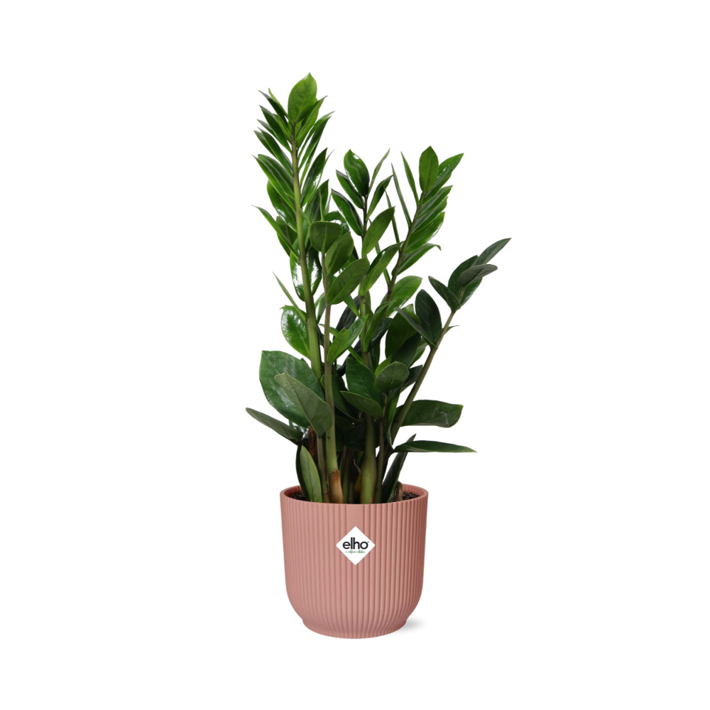 Zamioculcas (ZZ-Pflanze) im ELHO Vibes Fold Topf 14cm rosa