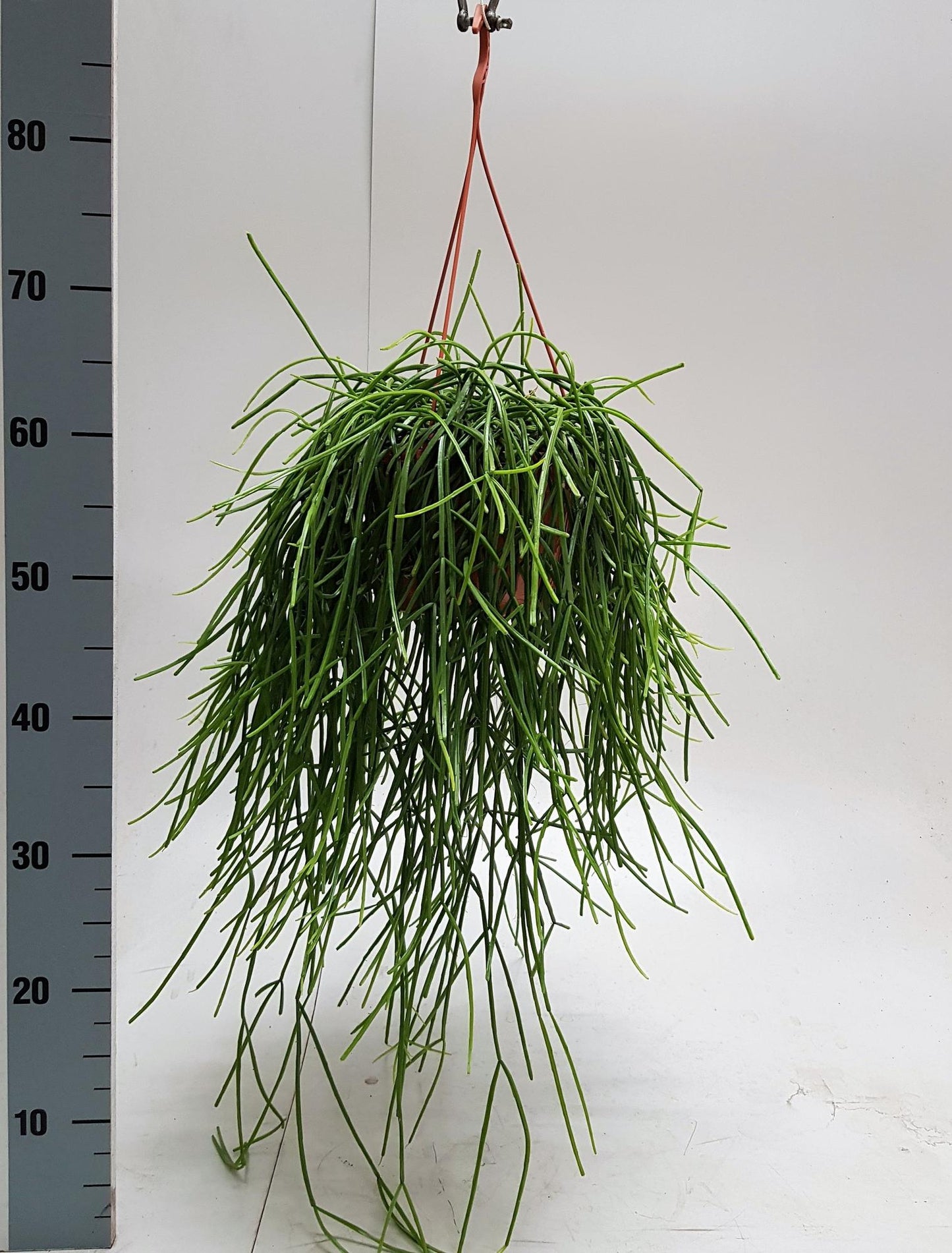 Korallenkaktus 'Kirbergii' – Exotische Hängepflanze 50 cm