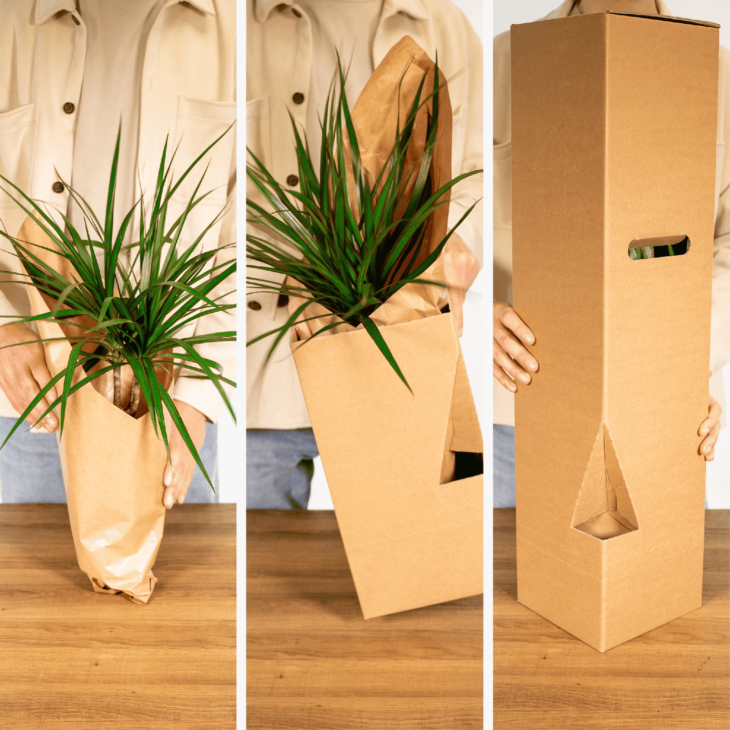 Sansevieria im Zylinderglas – pflegeleicht & modern