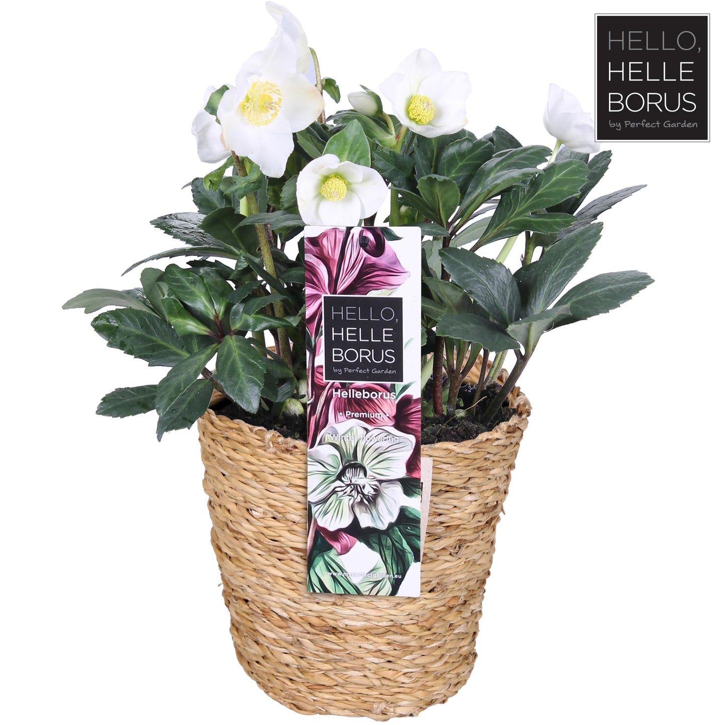 Christrose 'Christmas Carol' im Seegraskorb Ø17cm