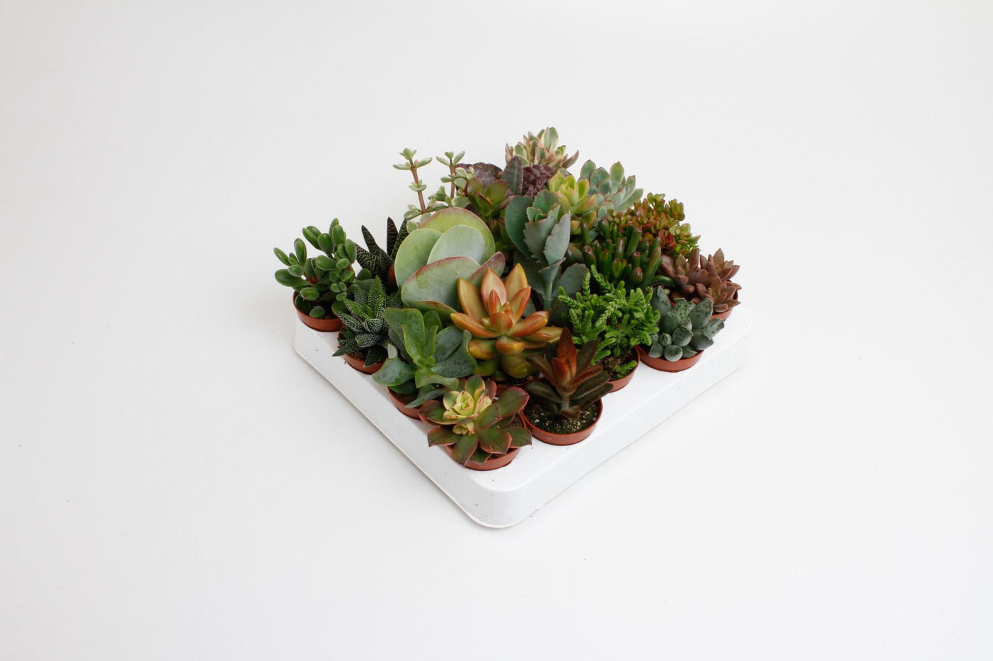 Succulenten Mix – 20 pflegeleichte Sukkulenten Ø5,5 cm