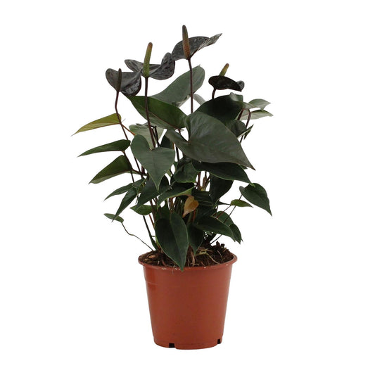 Anthurium Black Love – Pflegeleichte Zimmerpflanze Ø12cm