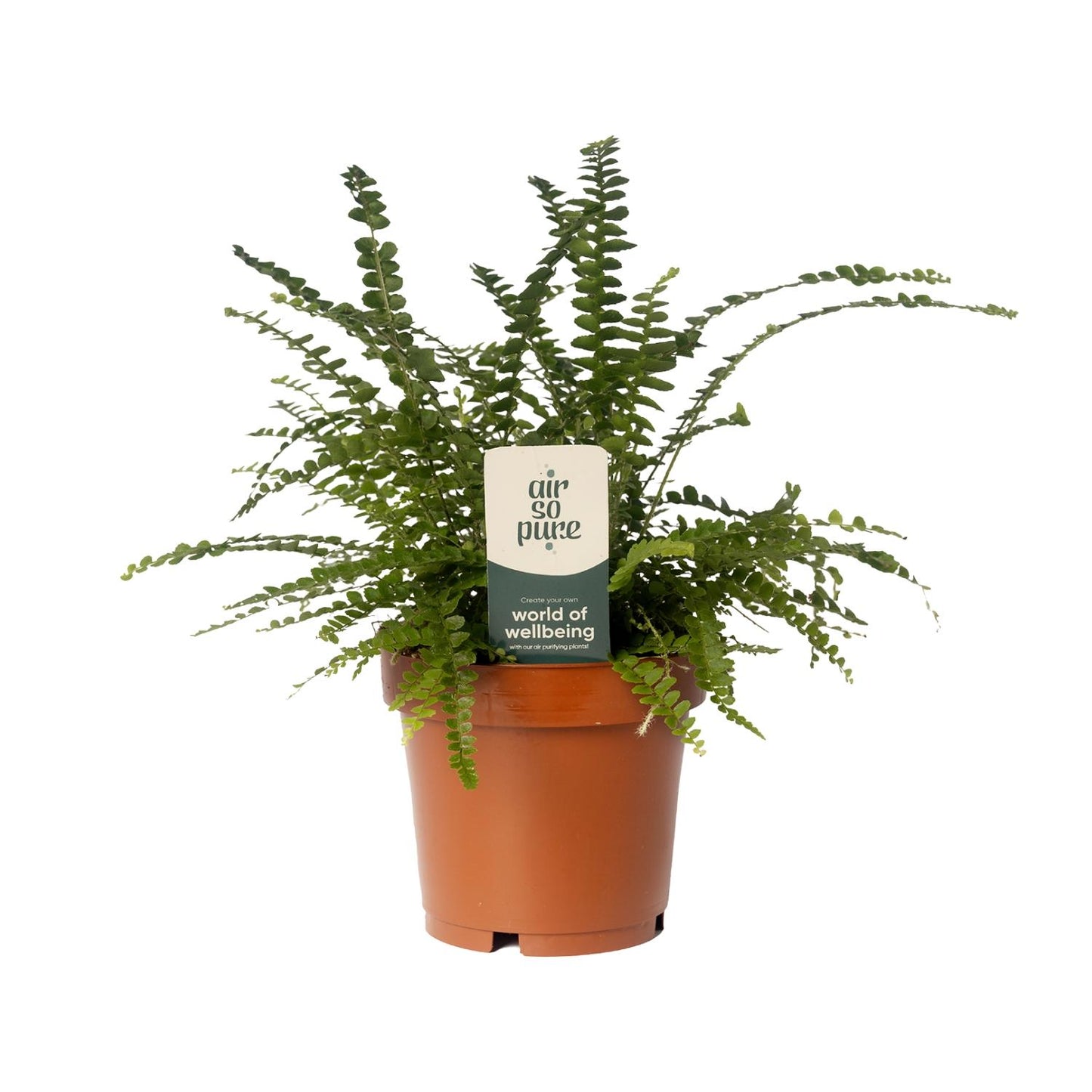Nephrolepis Duffii – Pflegeleichter Boston-Farn Ø12cm