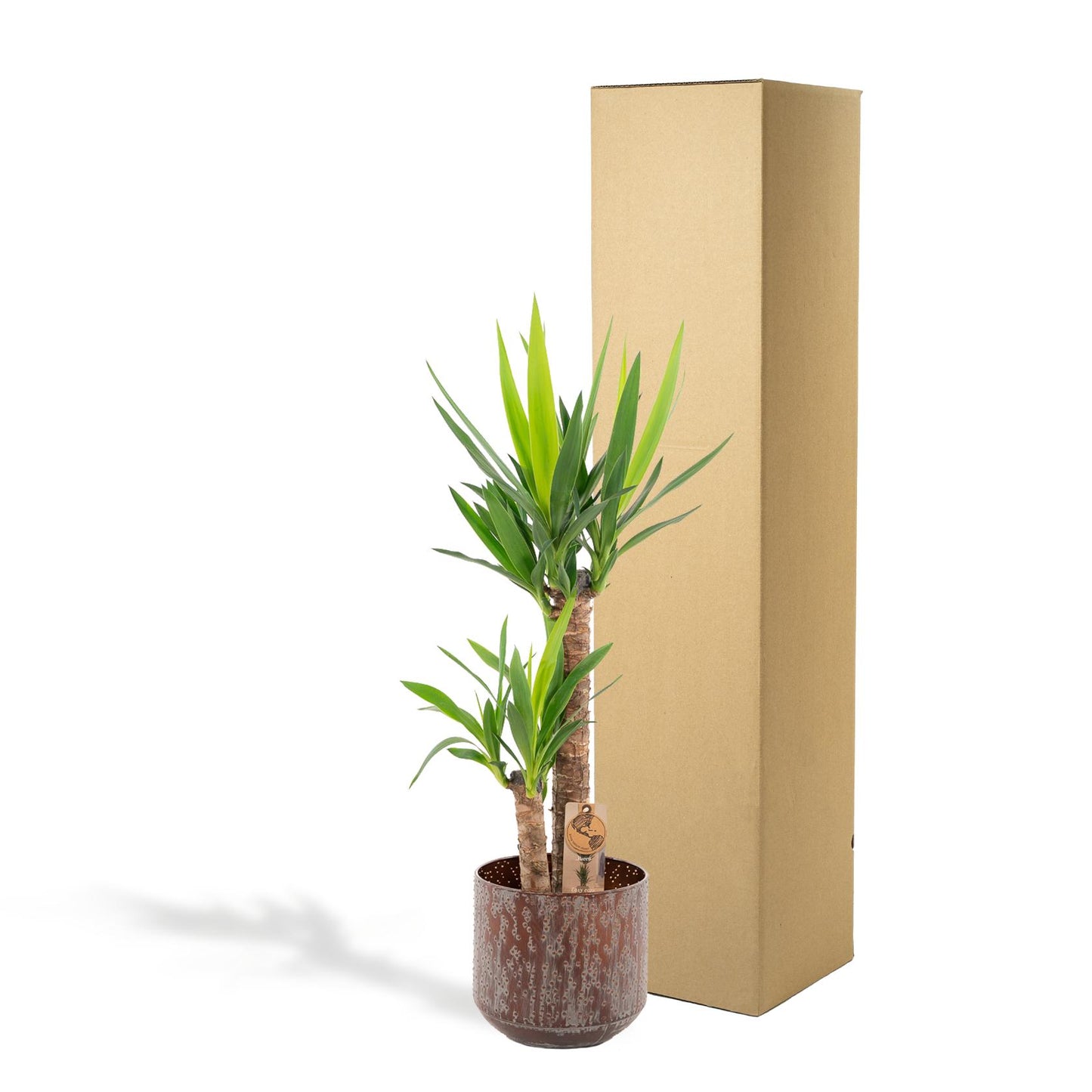 Yucca mit Topf – 100 cm – Ø 21 cm