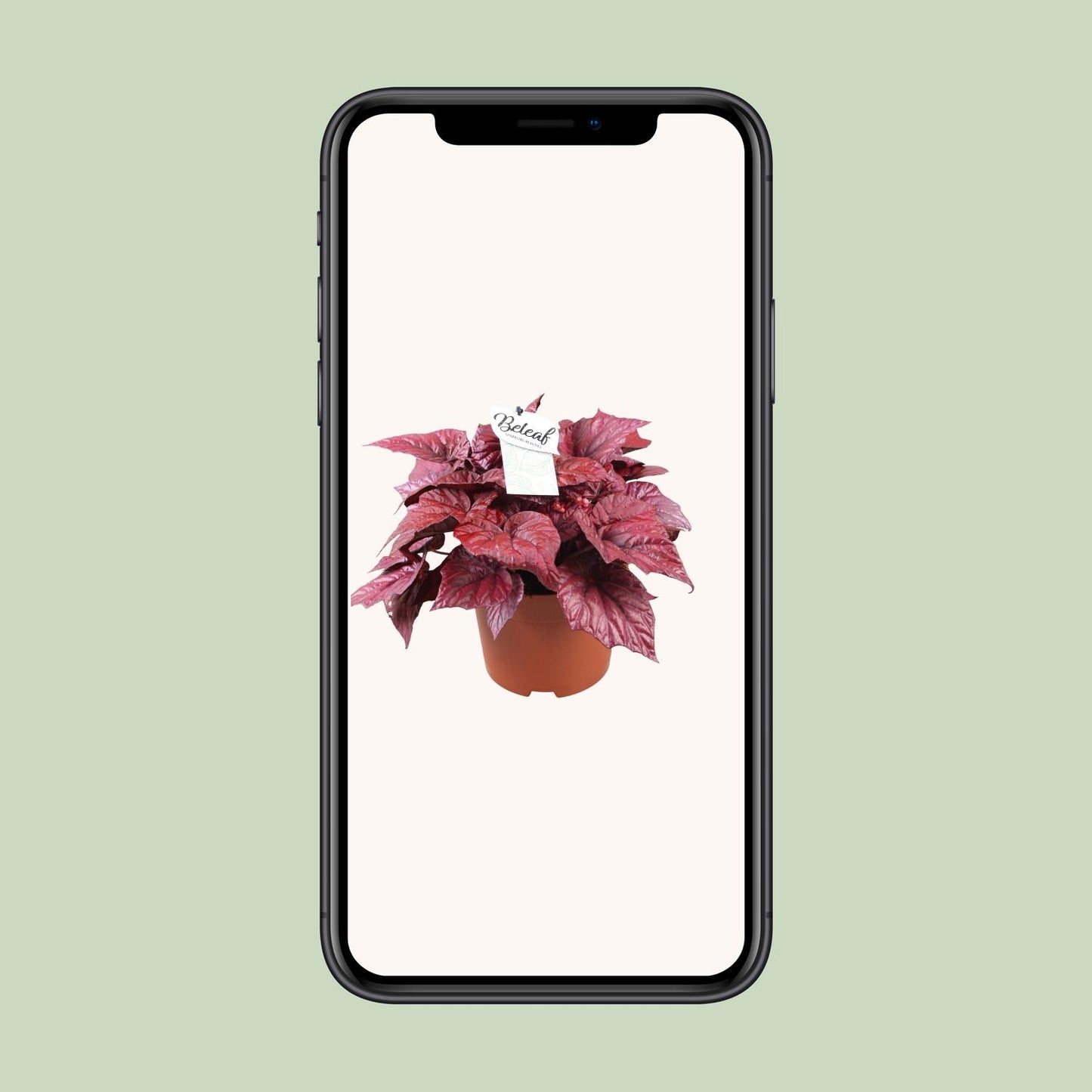 Begonia Beleaf Inca Flame – Farbintensive Zimmerpflanze Ø17cm