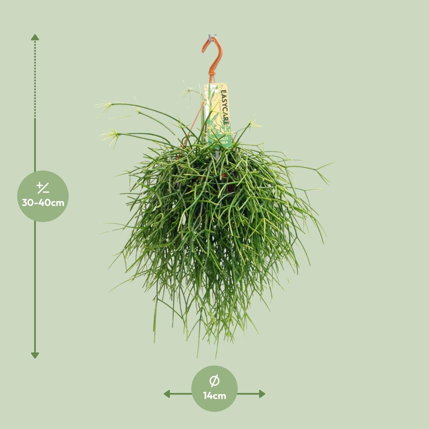 Rhipsalis Pulchra – pflegeleichte hängende Zimmerpflanze Ø14 cm