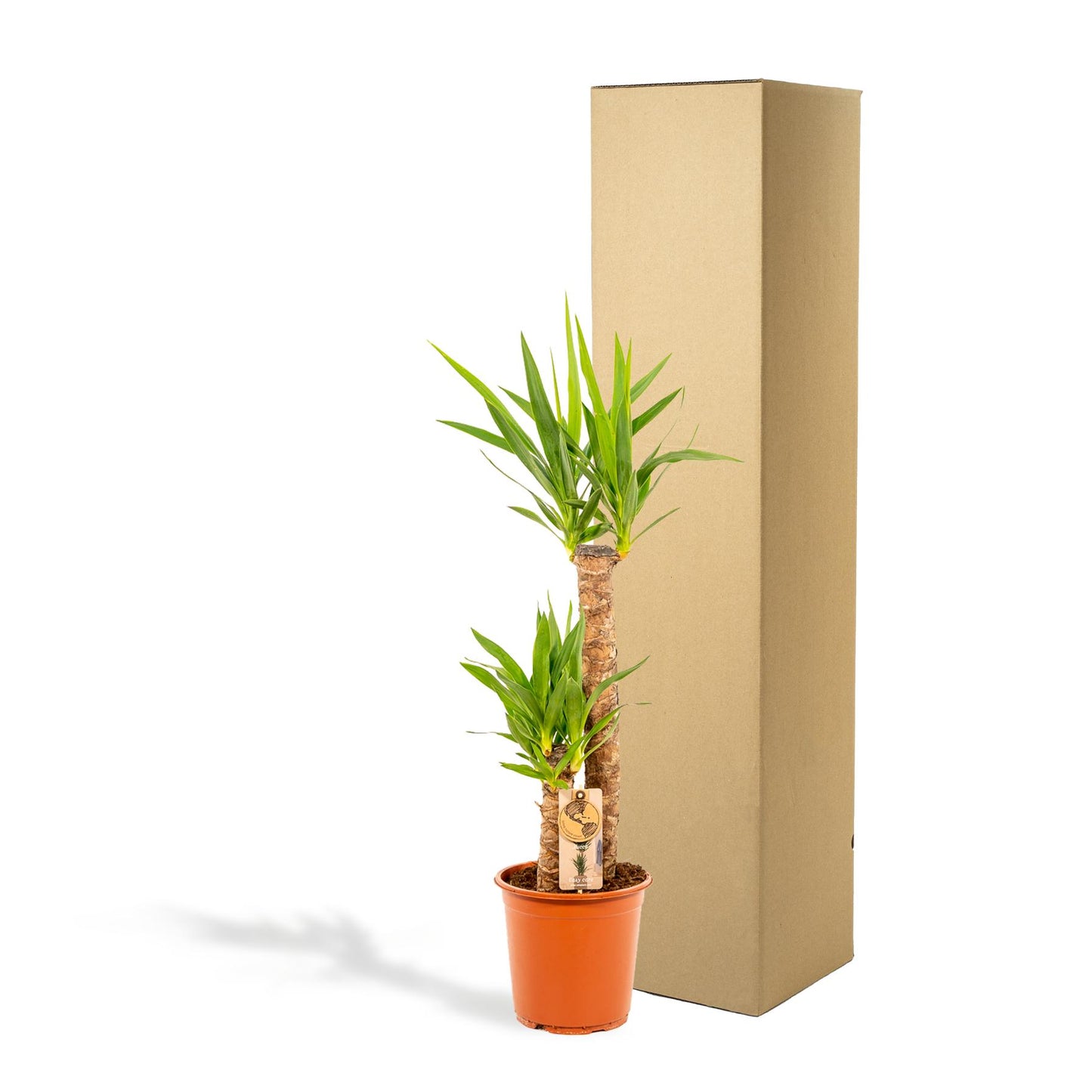 Yucca - Ø21 cm Topf - ca. 100 cm Höhe