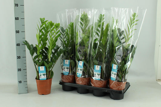 Zamioculcas – Pflegeleichte Zimmerpflanze Ø14cm