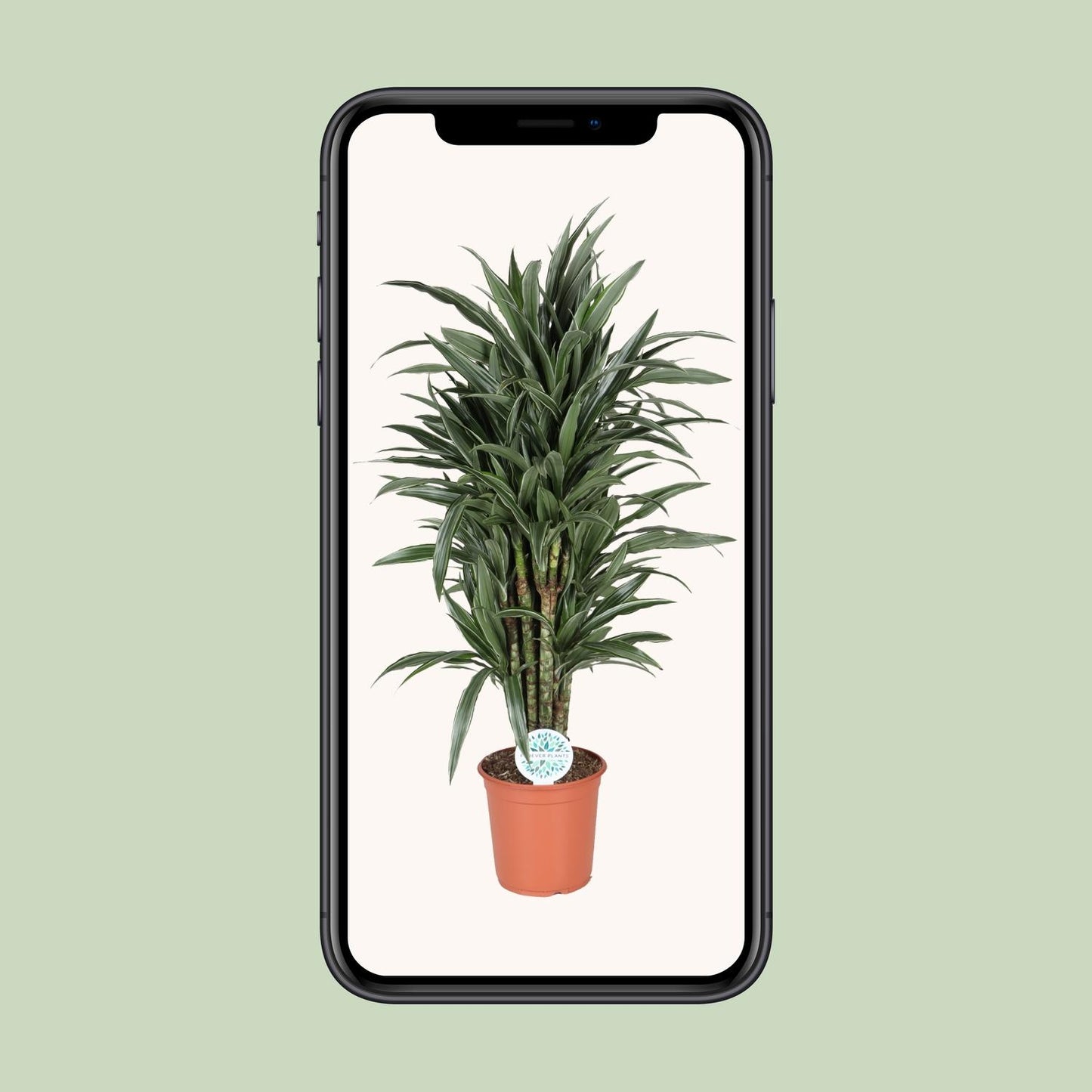 Dracaena Deremensis Warneckei – Pflegeleichter Drachenbaum Ø24cm