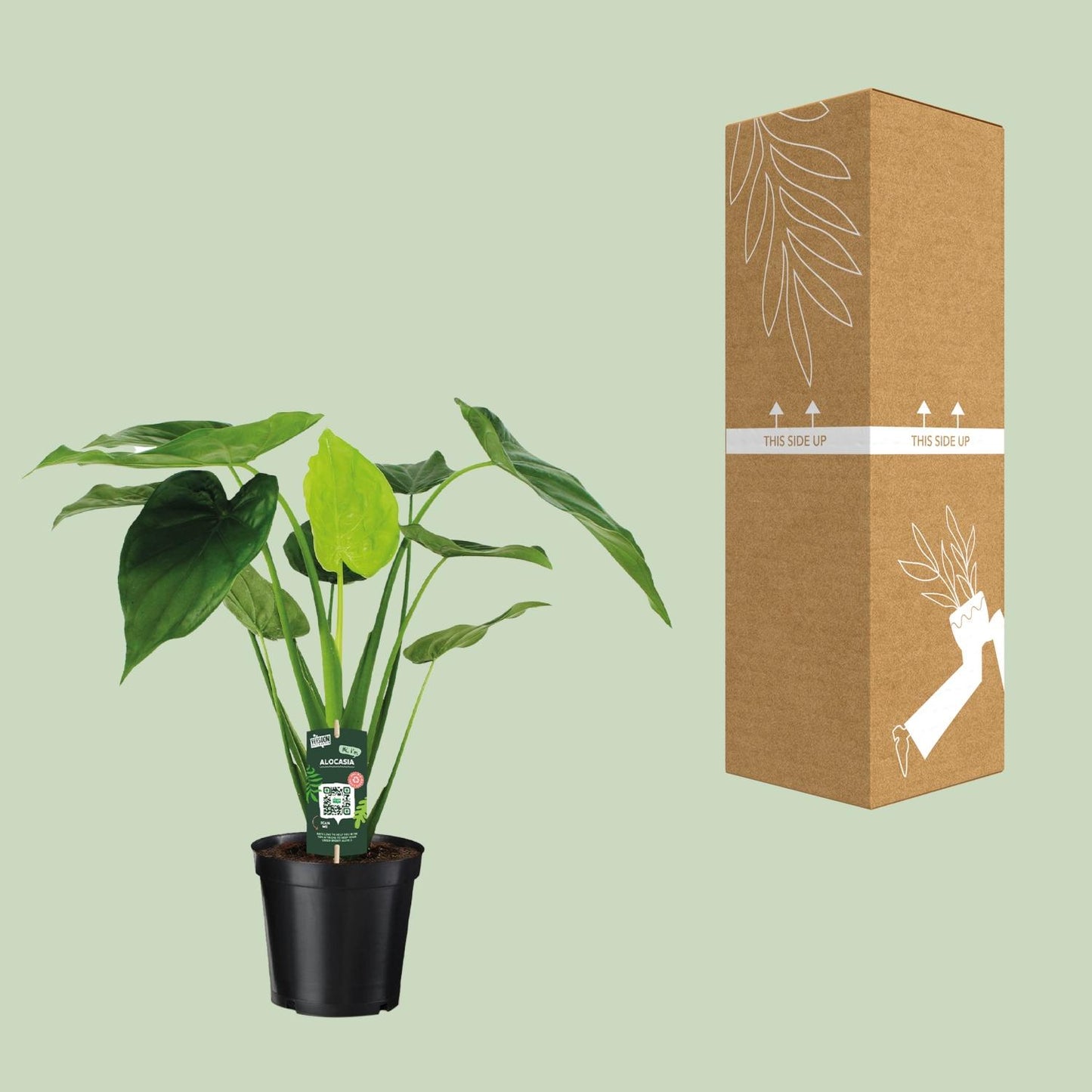 Alocasia Cucullata Elefantenohr Ø19cm – Pflegeleicht & Modern