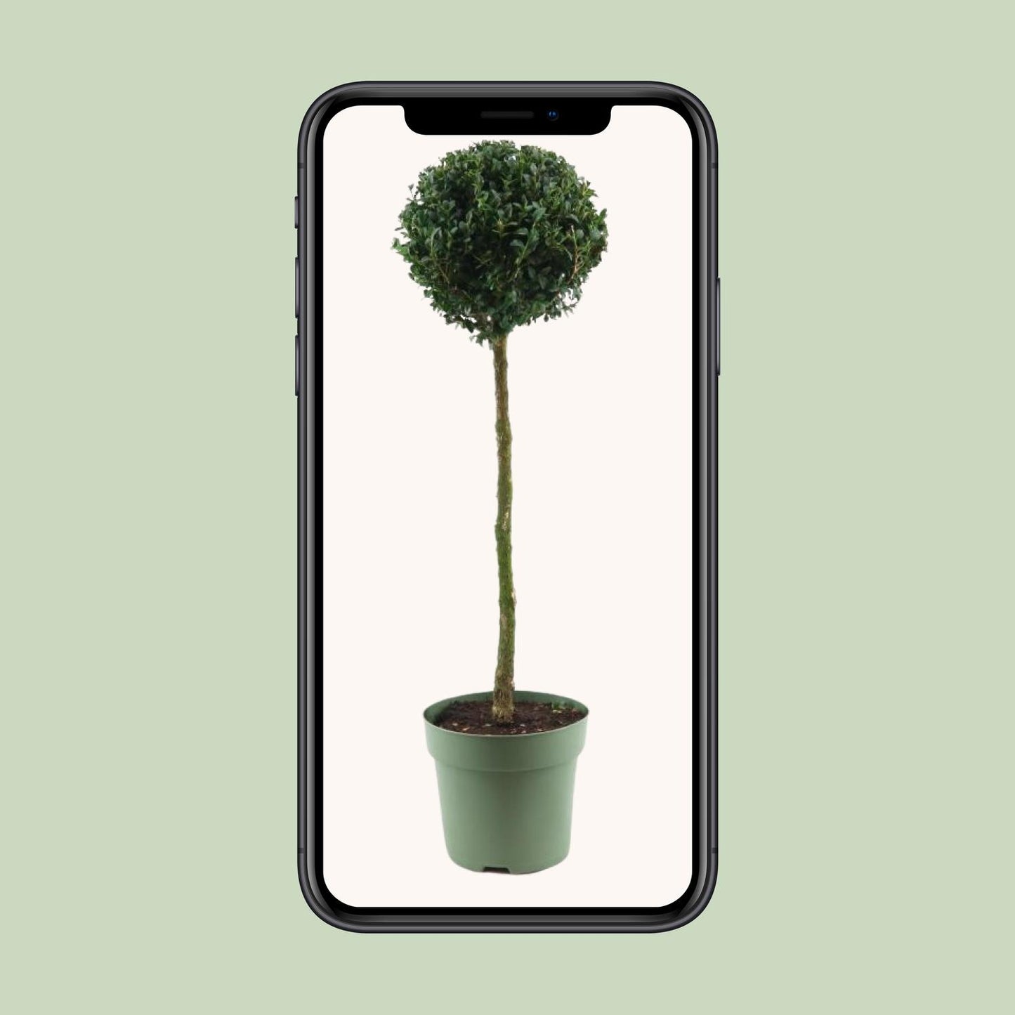 Buchsbaum Kugel Ø23cm – 85cm hoch, immergrün & pflegeleicht