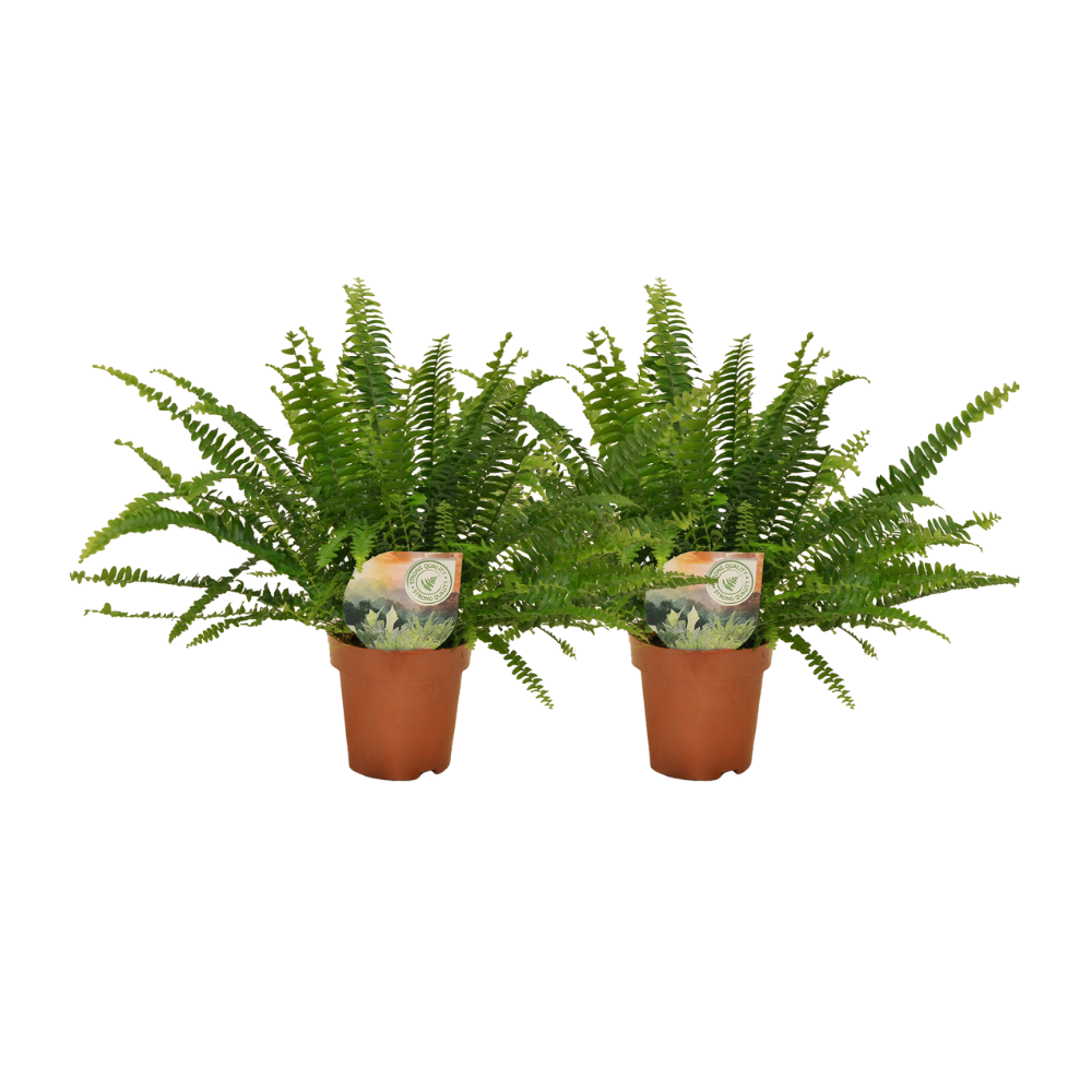Nephrolepis krulvaren 2er-Set – Pflegeleichter Zimmerfarn Ø12 cm