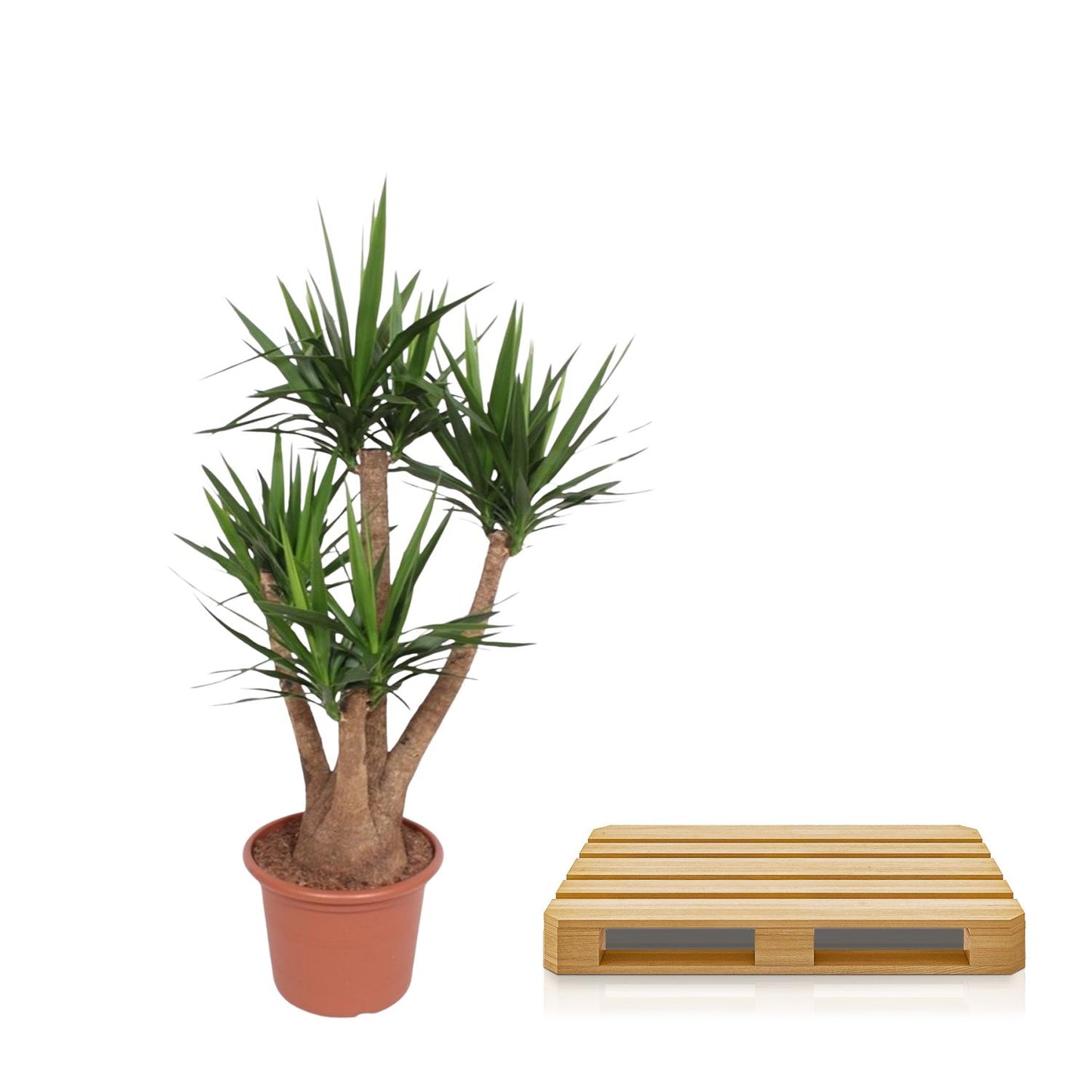 Yucca Elephantipes vertakt – 170 cm, ø45 cm, pflegeleicht