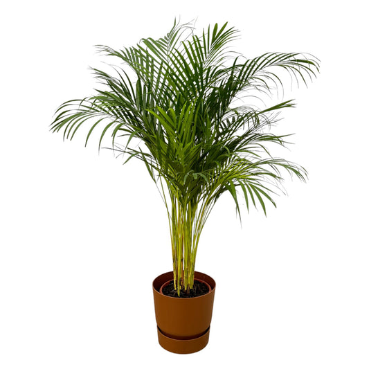 Areca-Palme 130 cm im braunen elho Greenville Round-Topf