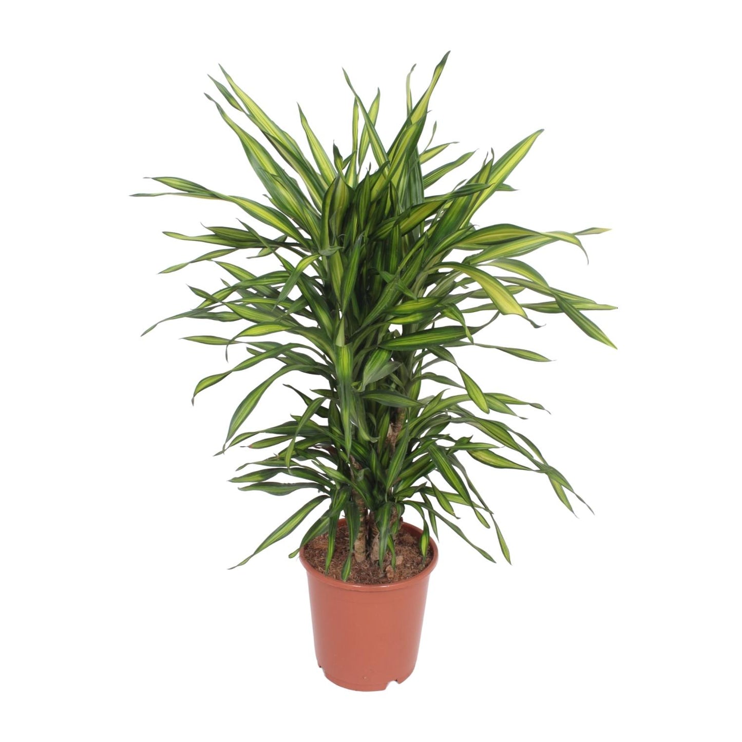 Dracaena Fragrans Riki – Pflegeleichter Drachenbaum Ø24cm