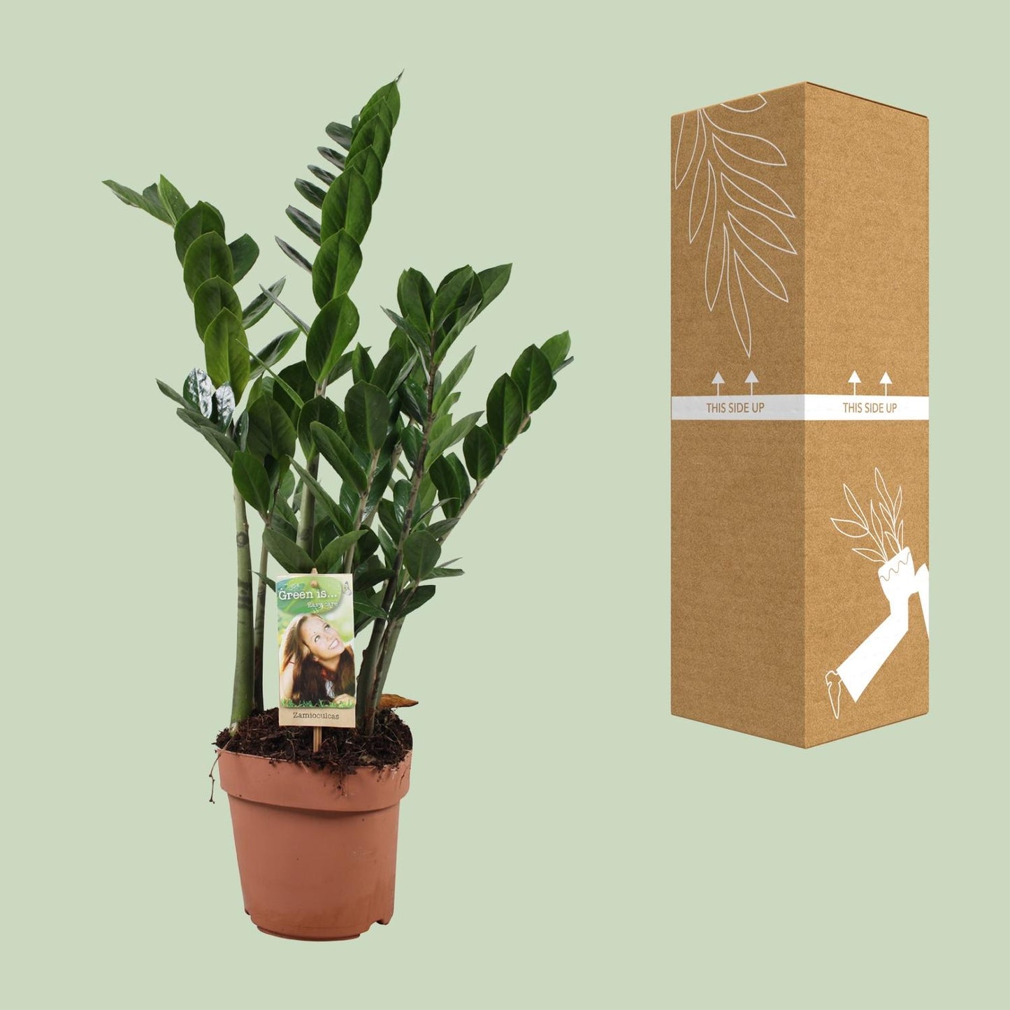 Zamioculcas Zamiifolia Ø17cm – Pflegeleichte ZZ-Pflanze
