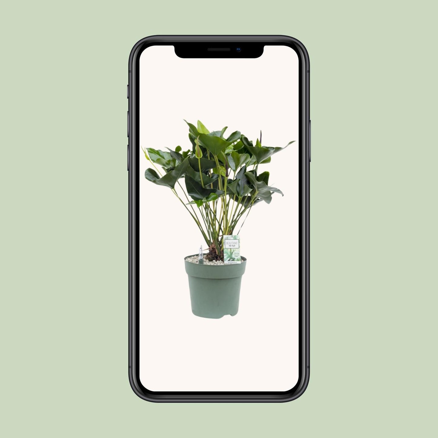 Anthurium Arrow – Pflegeleichte, luftreinigende Zimmerpflanze Ø30cm