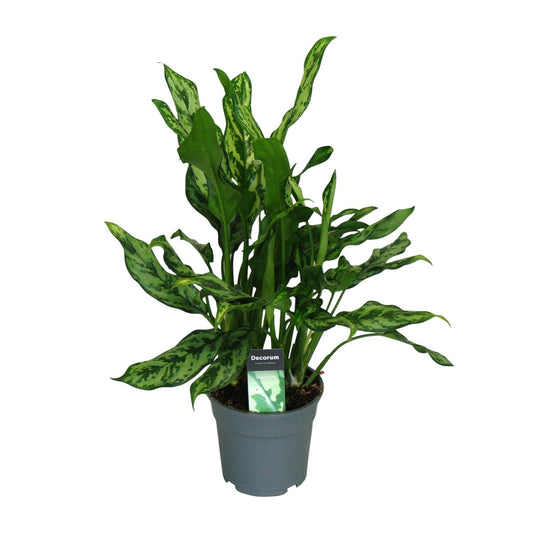 Aglaonema Miss Julliette Ø17cm – Luftreinigende Zimmerpflanze