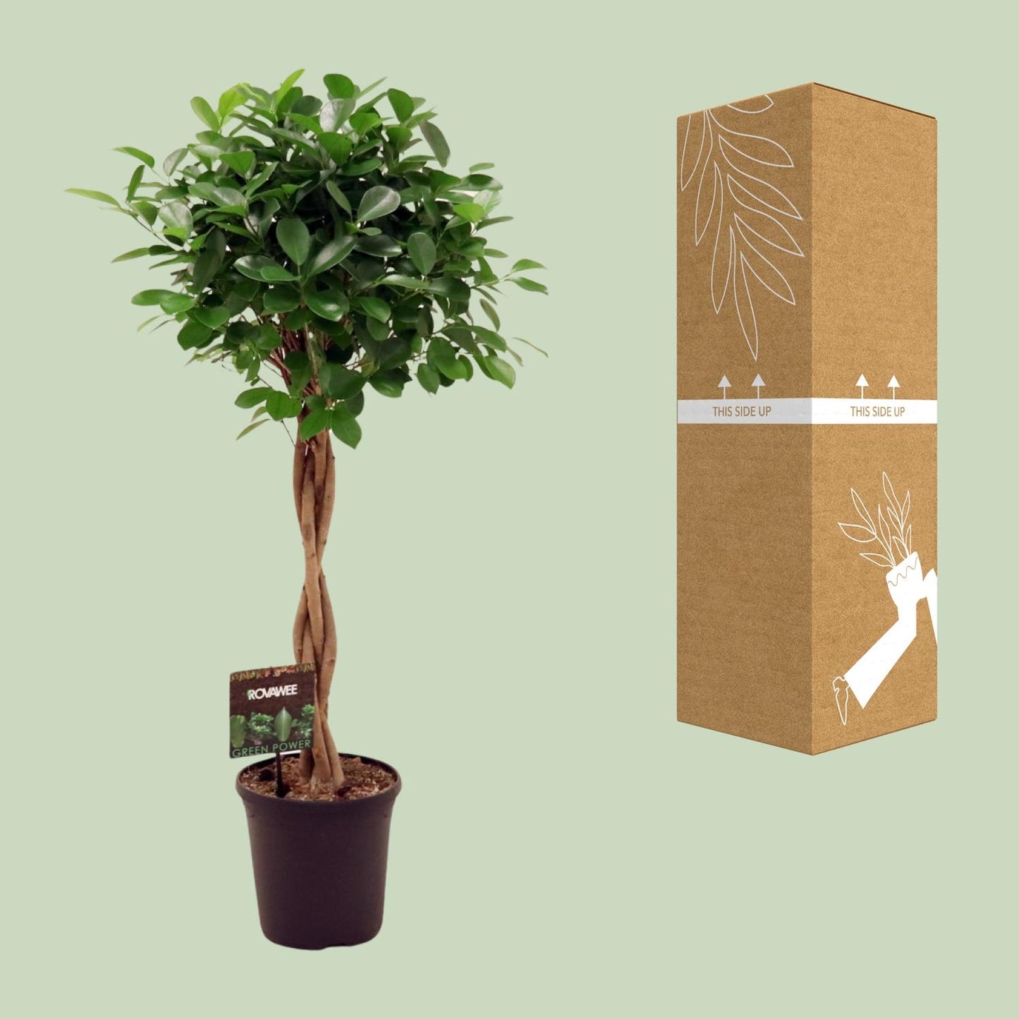 Ficus Microcarpa Moclame – Pflegeleichter Zimmerbaum Ø23cm