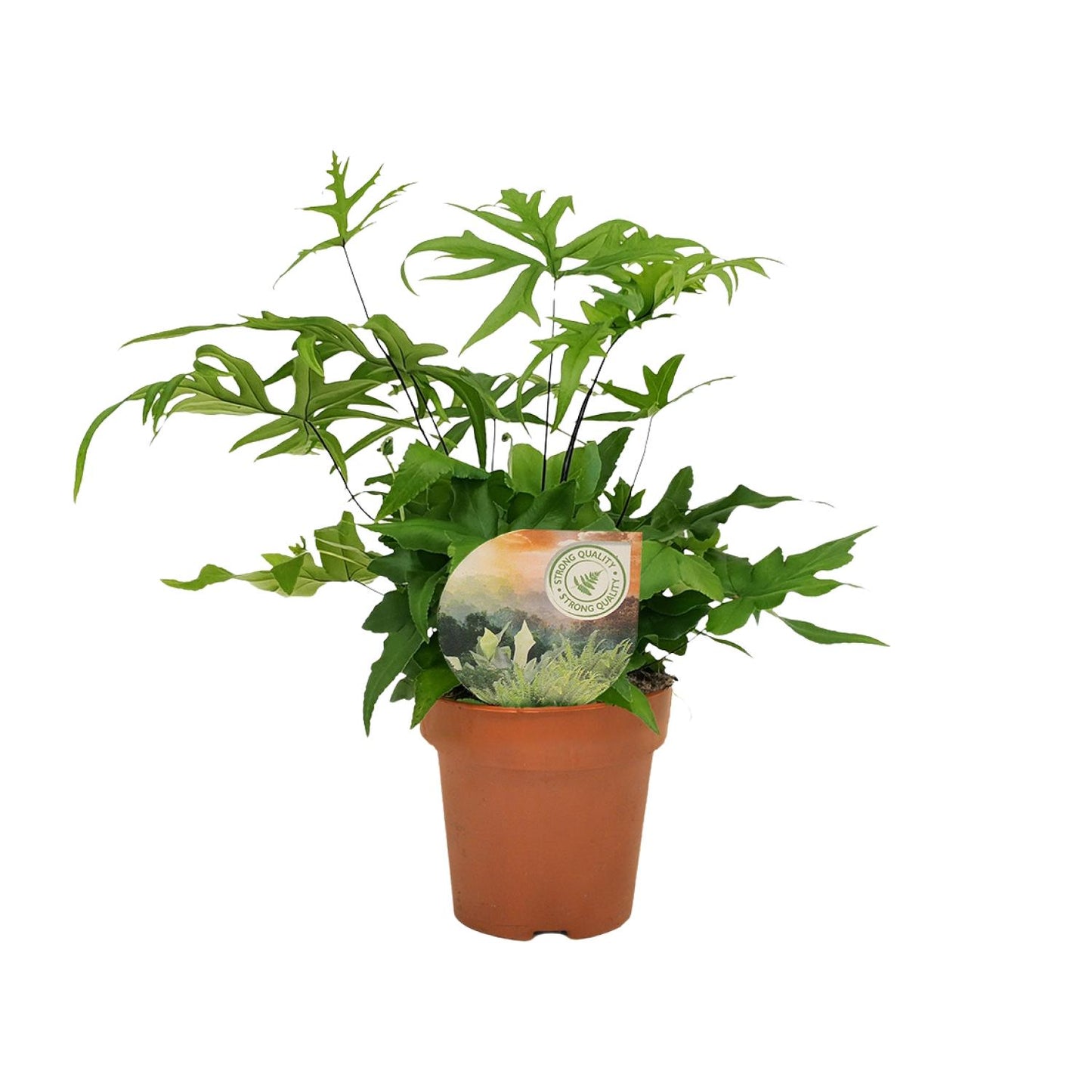 Doryopteris Pedata – pflegeleichter Antennenfarn Ø12cm