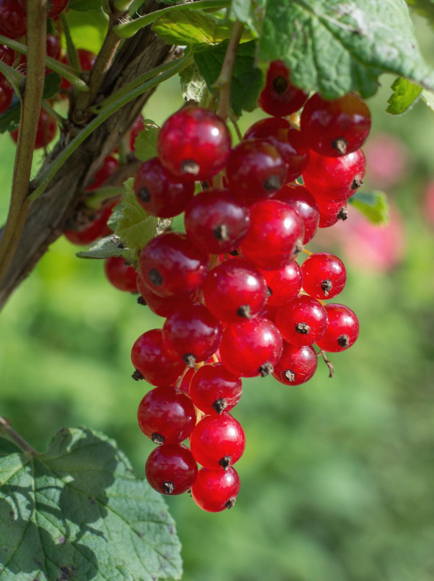 Rote Johannisbeere 'Jonkheer van Tets' Ø13cm – Pflegeleicht & Robust