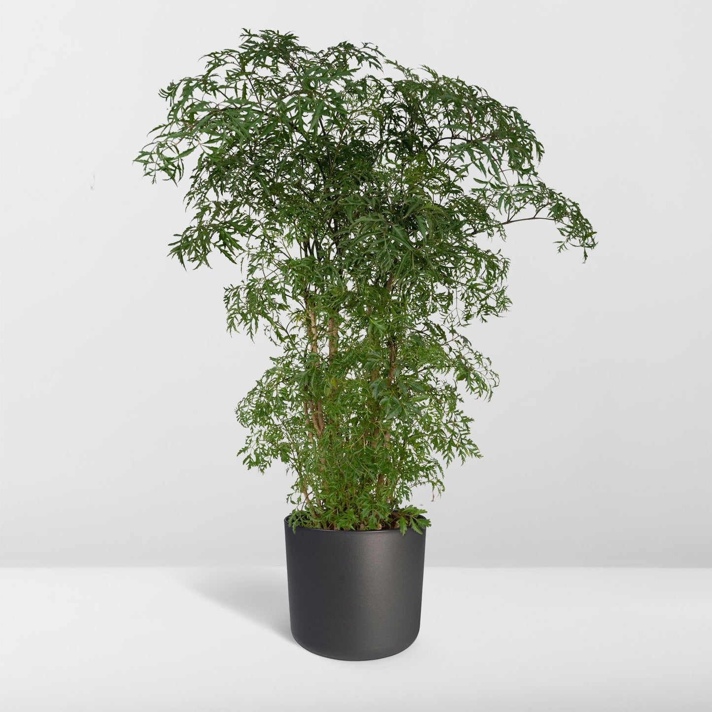 Polyscias Fruticosa (Aralia) – pflegeleichte Zimmerpflanze Ø21cm