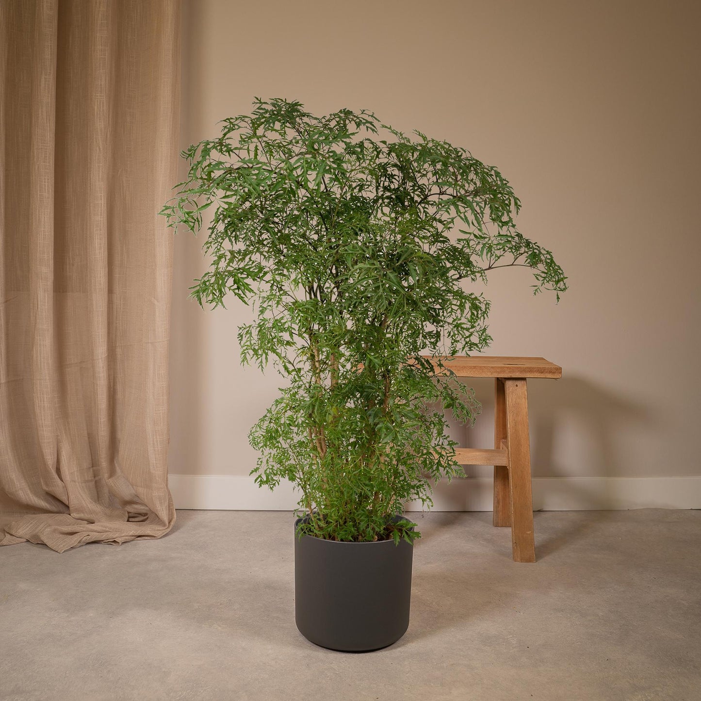 Polyscias Fruticosa (Aralia) – pflegeleichte Zimmerpflanze Ø21cm