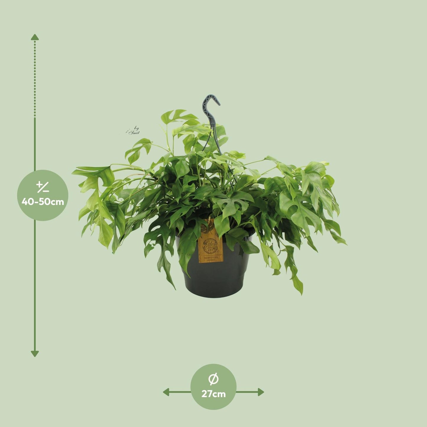 Monstera Minima – Pflegeleichte Kletterpflanze für Zuhause