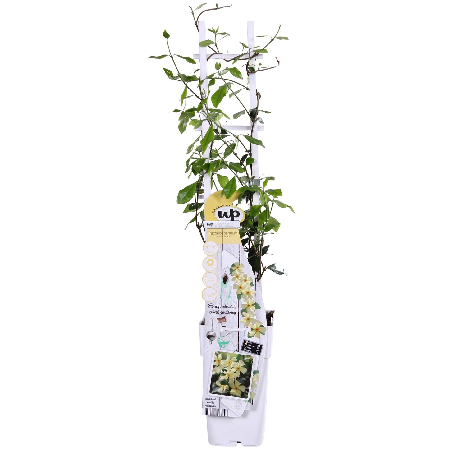Toskanischer Jasmin Gelb – Duftende Kletterpflanze Ø15cm