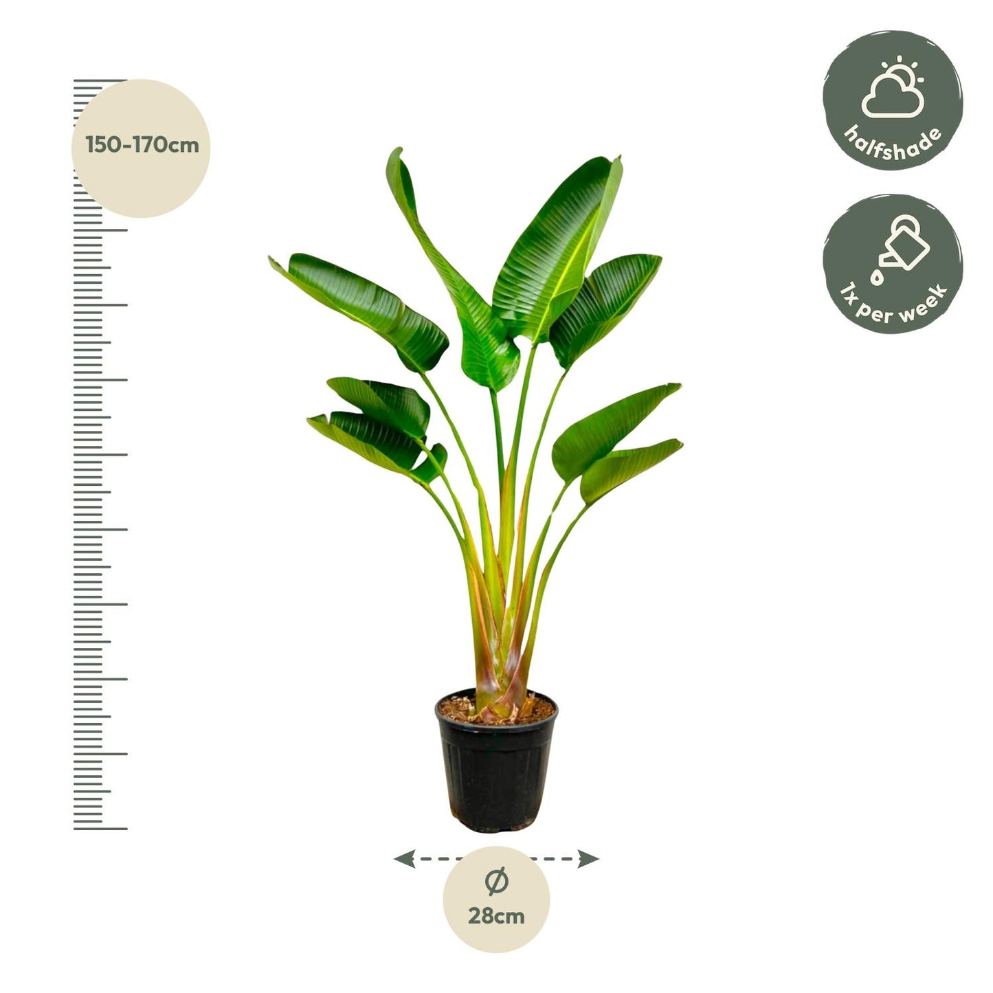 Strelitzia Augusta – Weißer Paradiesvogel, 160 cm