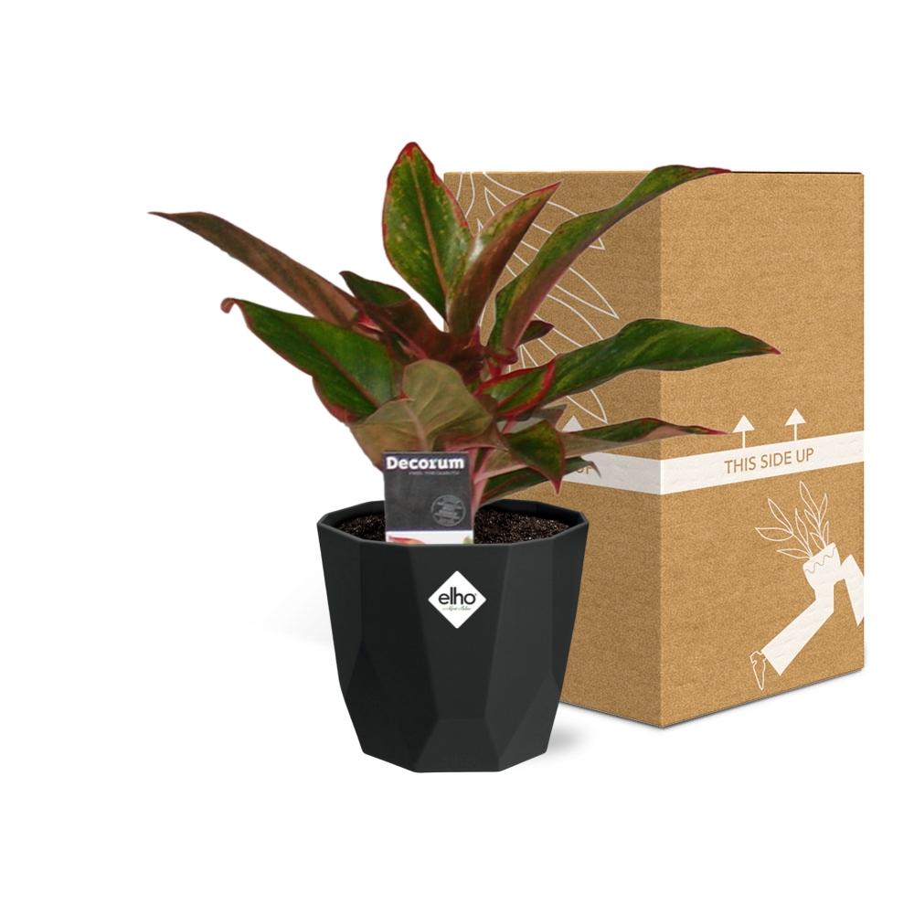 Aglaonema Crete – Pflegeleichte Zimmerpflanze 14cm Topf