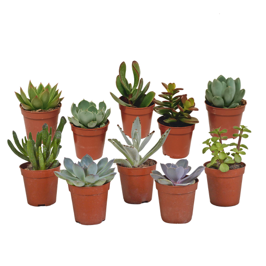 Vetplanten-Mischung 5,5 cm – 10er Set ohne Topf