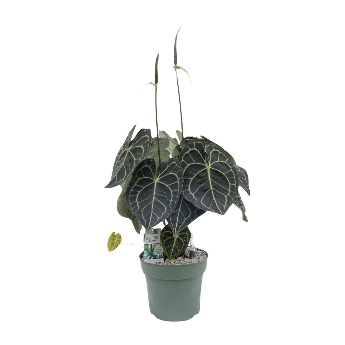 Anthurium Clarinervium – Tropische, pflegeleichte Zimmerpflanze 80 cm