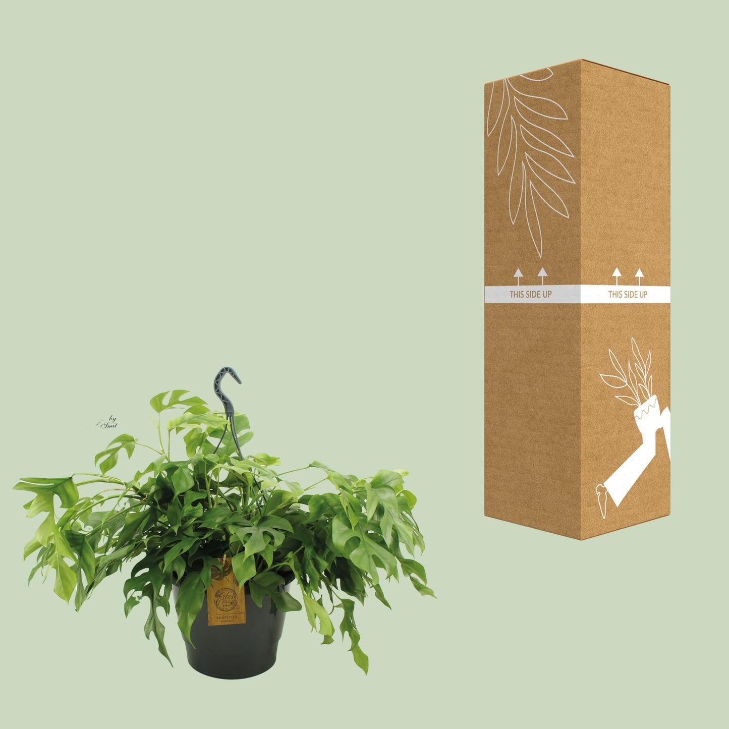 Monstera Minima – Pflegeleichte Kletterpflanze für Zuhause