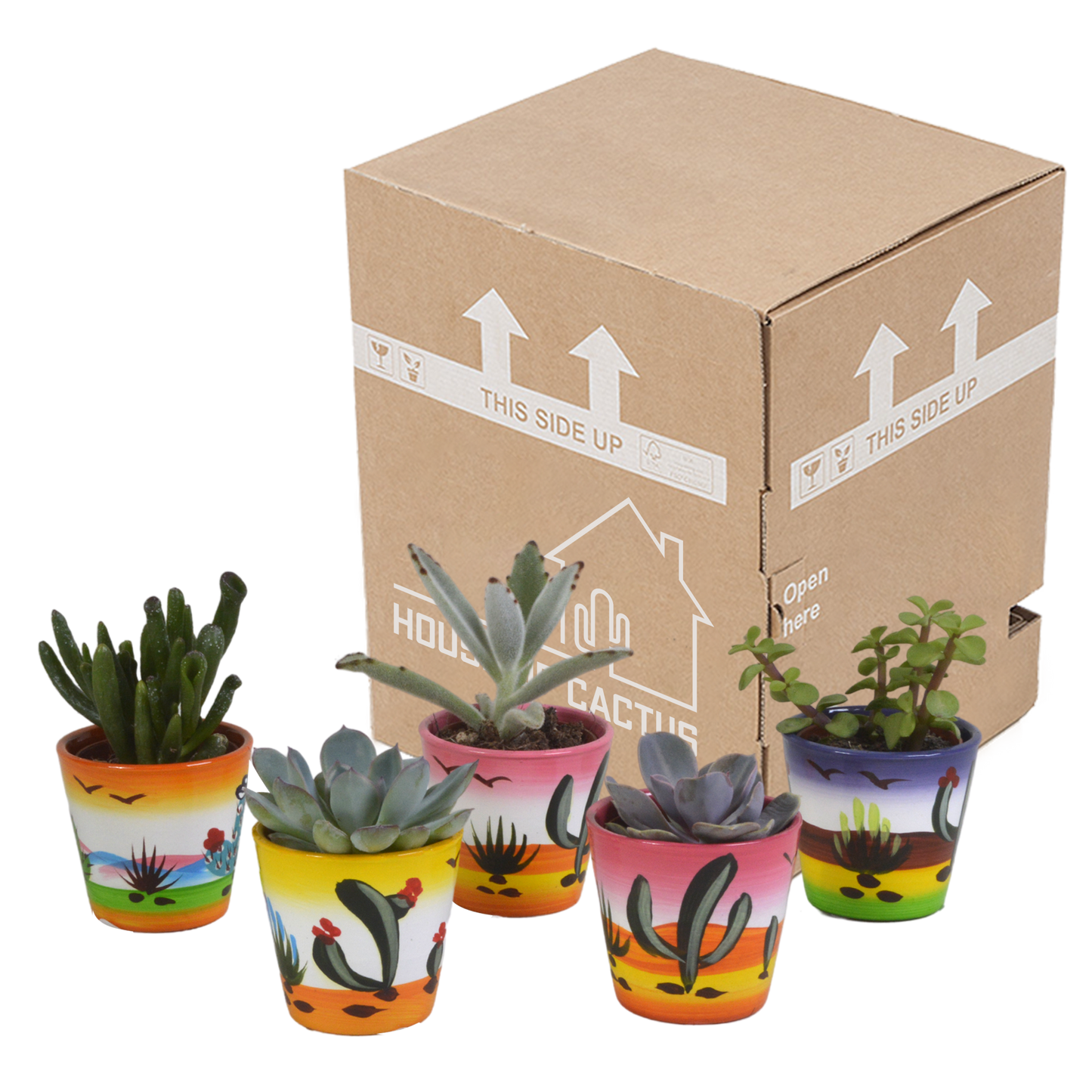 Vetplanten-Mischung 5x in handbemalter Mexicaanse Pot