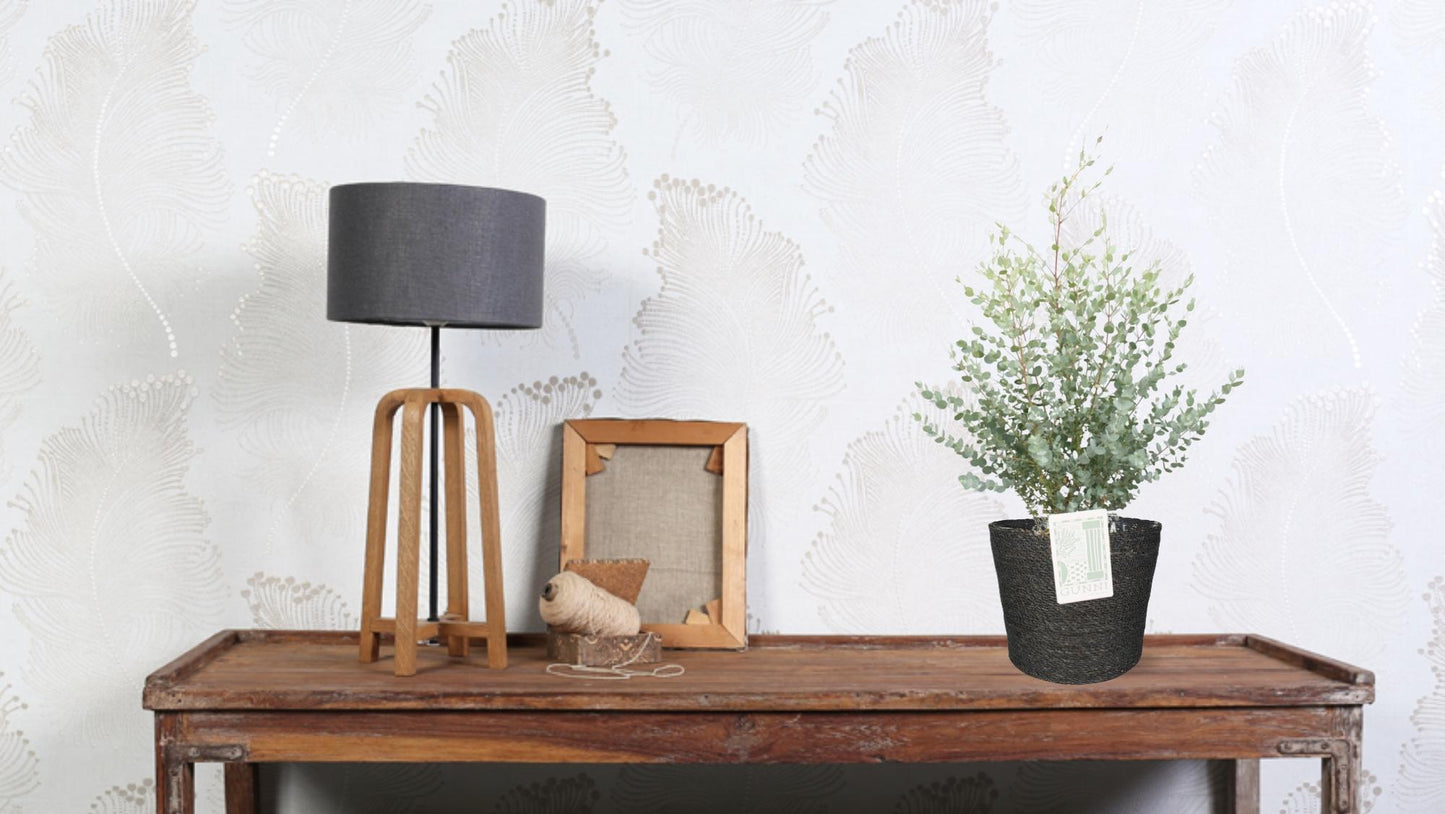 Eucalyptus Gunni – Pflegeleichter Zierbaum Ø23cm, 75cm hoch