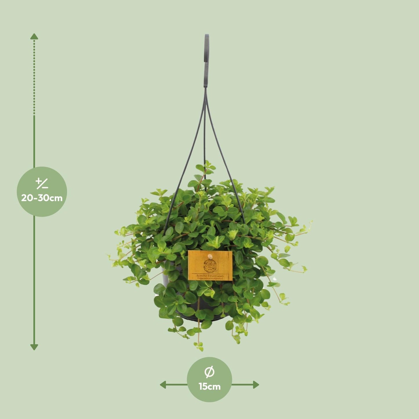 Peperomia Rotundifolia – Pflegeleichte Zimmerpflanze Ø15cm