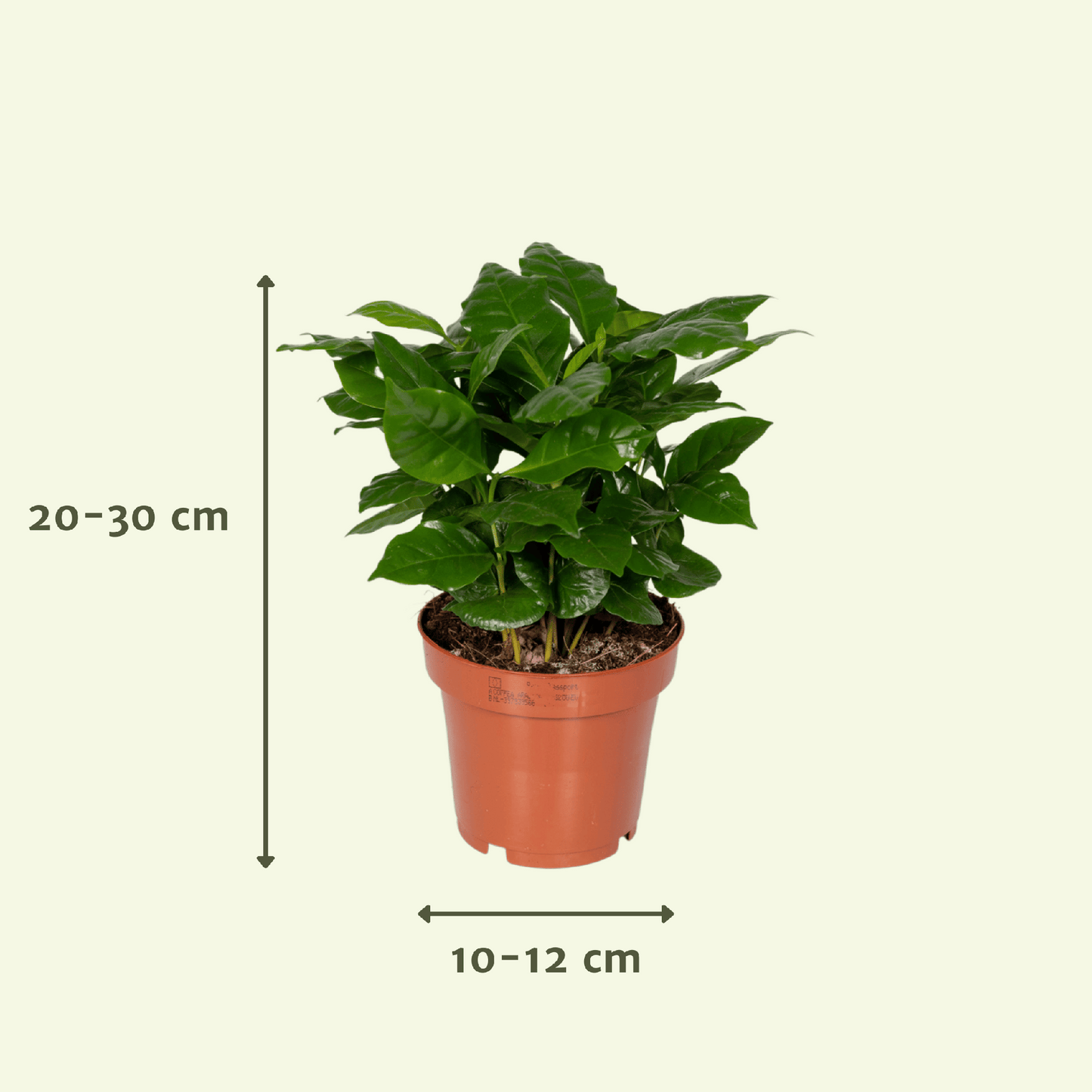 Überraschungsbox mit 5 pflegeleichten Pflanzen Ø12cm