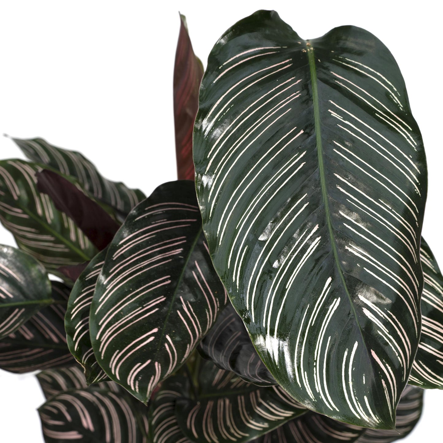 Calathea Ornata – Pflegeleichte Zimmerpflanze Ø19cm