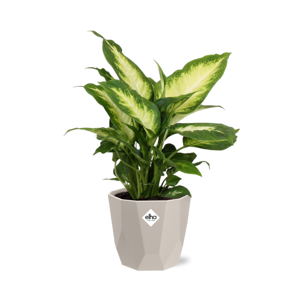 Dieffenbachia ‘Camilla’ – Pflegeleichte Zimmerpflanze im ELHO Topf