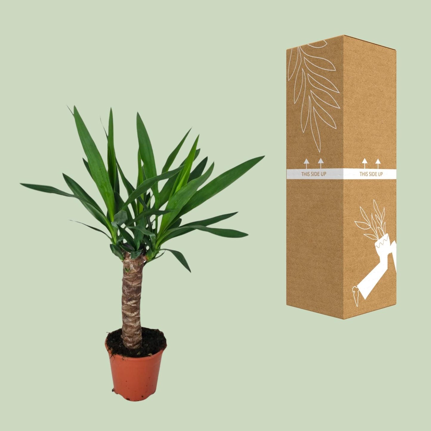 Yucca Zimmerpflanze – Ø14cm Topf, ca. 60cm hoch