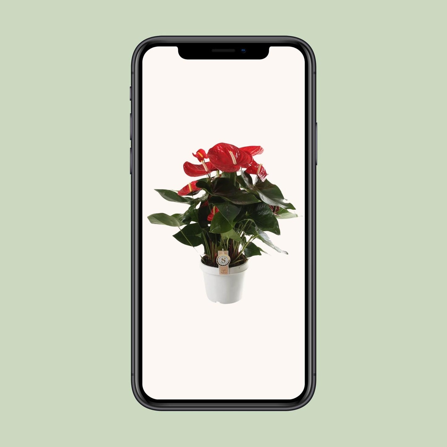 Anthurium Red Champion – Tropische, pflegeleichte Zimmerpflanze Ø21cm