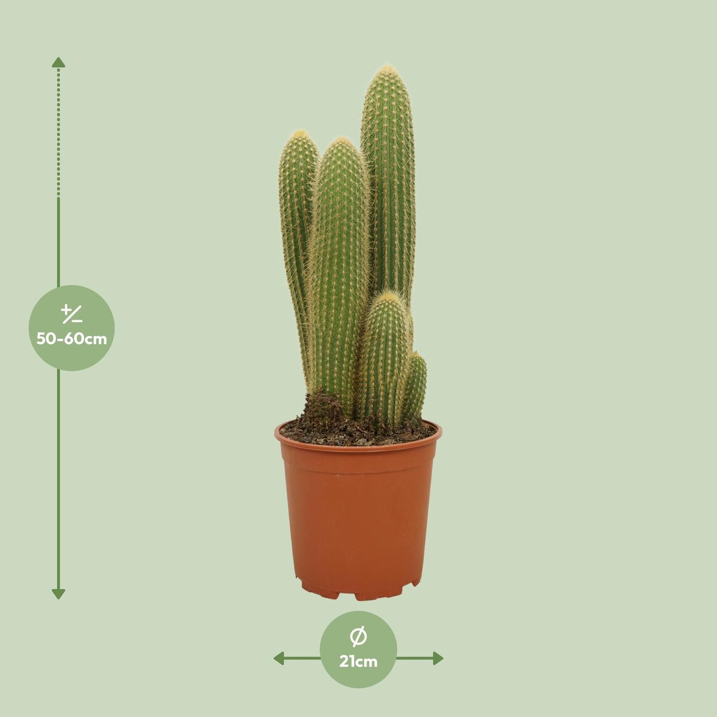Vatricania Guentheri – Exotische, pflegeleichte Zimmerpflanze 55 cm