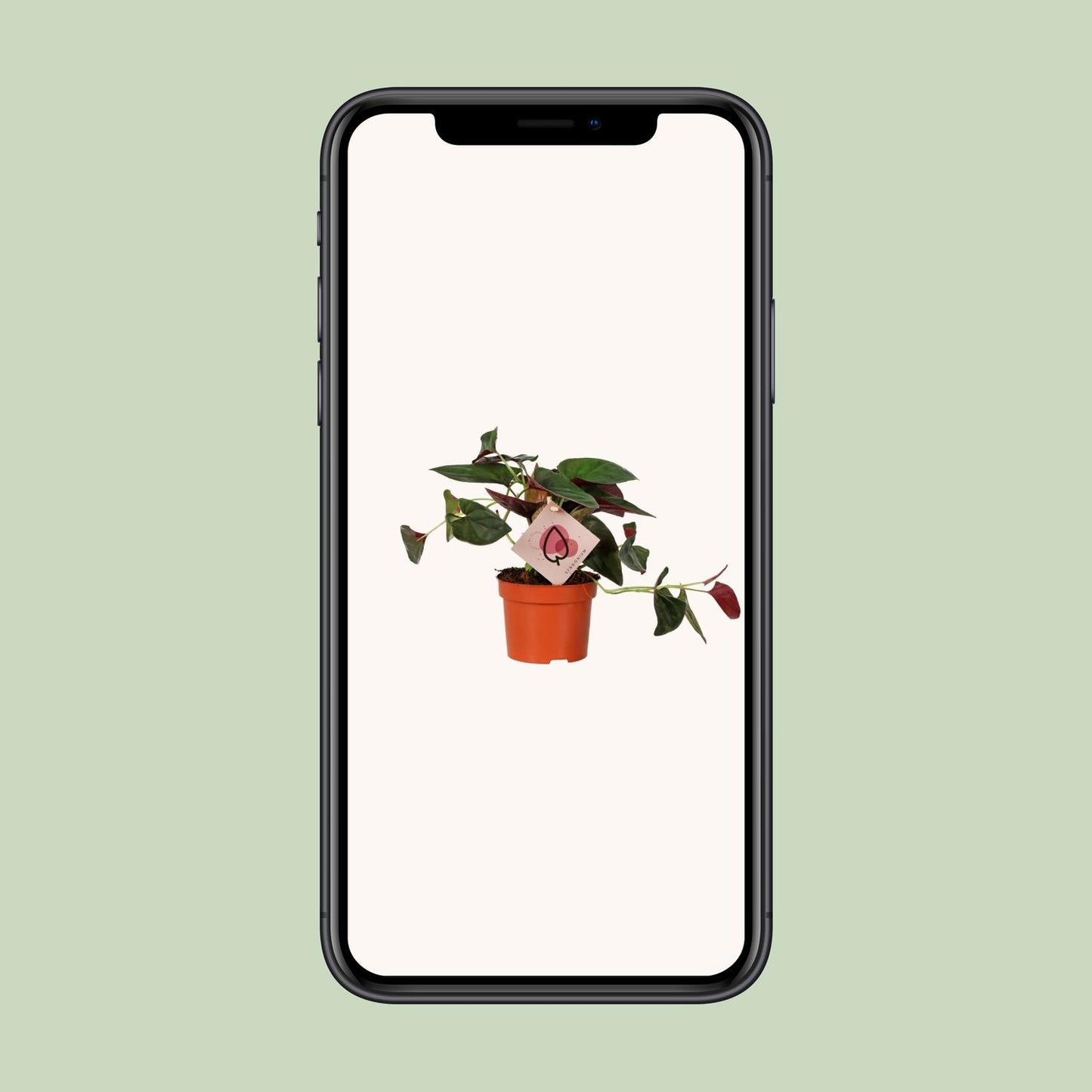 Syngonium Red Arrow – Pfeilspitzenrebe Ø12cm, 25cm hoch