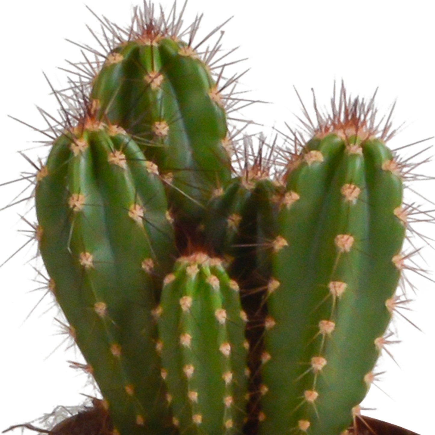 Cereus-Mischung 3er Set im Terrakottatopf 10,5 cm